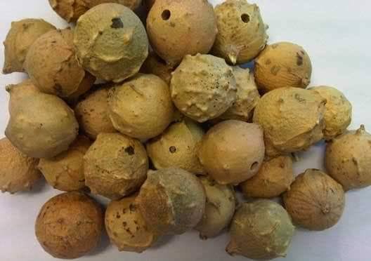 ماجو سبز — Green Majuphal