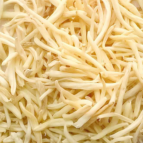 Safed Musli – Premium Dried Roots