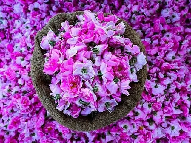 پھول گلاب ایرانی — Iranian Rose Flowers