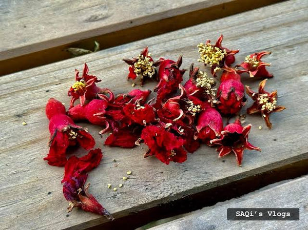 پھول انار — Pomegranate Flowers