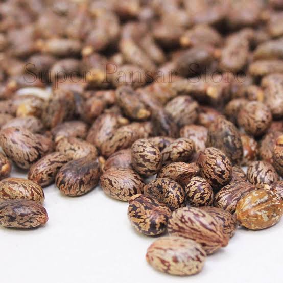 تخم ارنڈ — Castor Seeds