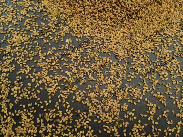 میتھی دانہ — Fenugreek Seeds