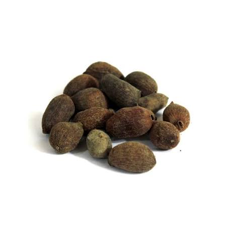 مغز جامن — Jamun Seed Kernel