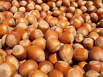 فندق — Hazelnut