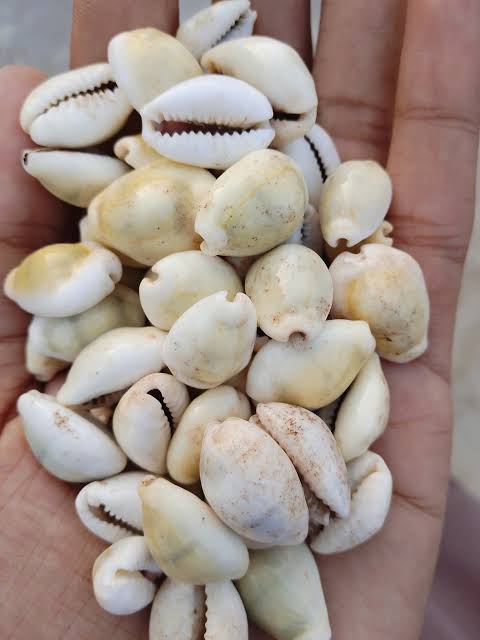 کوڑی سفید — White Cowrie Shell