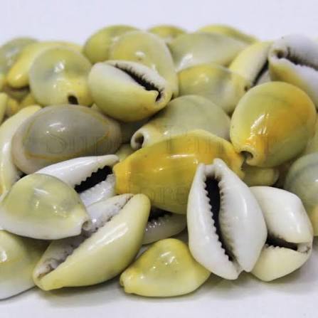 کوڑی زرد — Yellow Cowrie Shell