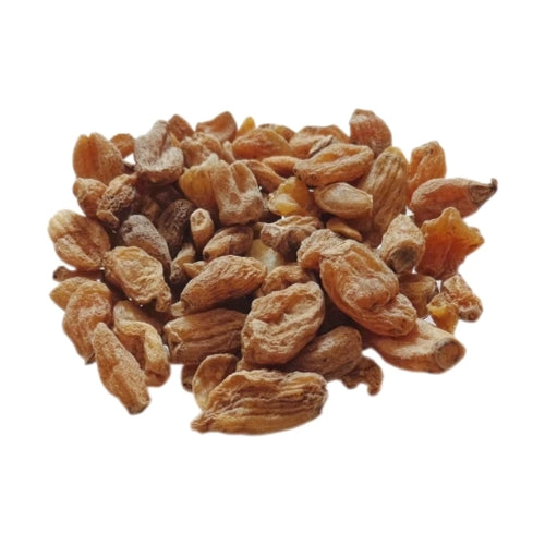 Salab Misri — ثعلب مصری